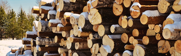 Stack of large logs