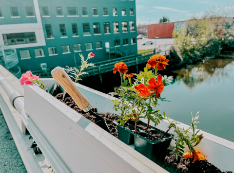 Photo of Plants by the River