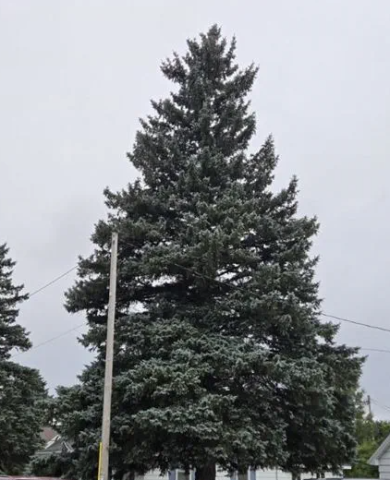 State christmas tree