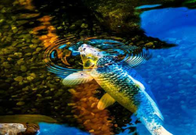 Koi Pond