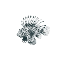 Lionfish